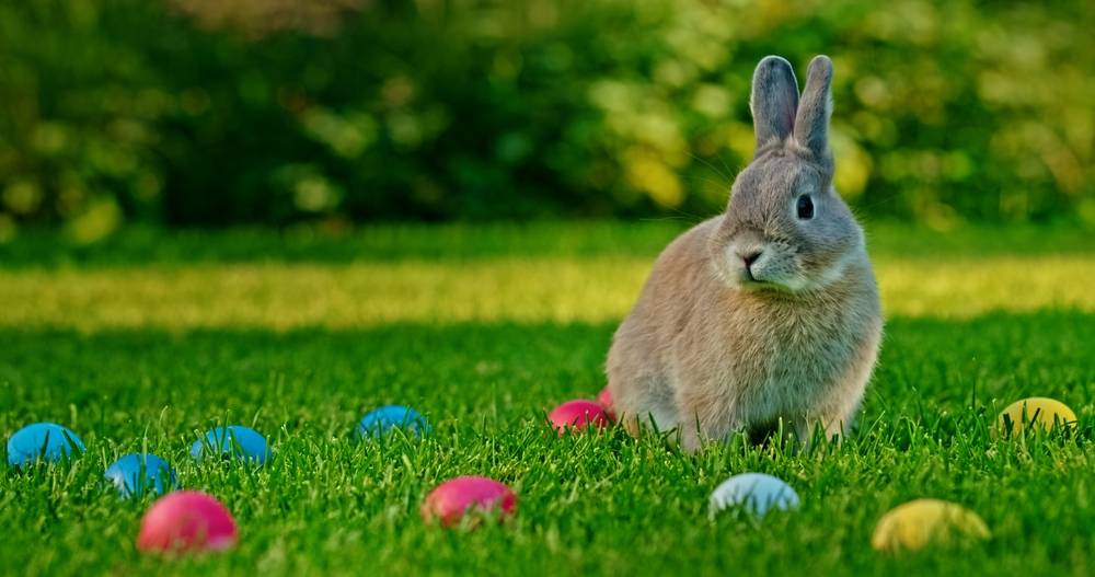 resized_easter_bunny